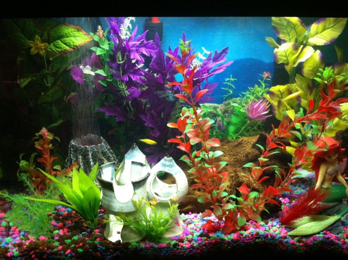 20 gallons freshwater fish tank (mostly fish and non-living decorations) - My 4 year old daughter's fish aquarium. She wanted it all pink, but I convinced her to have a cool side for the boy fish and a pretty side for the girl fish.