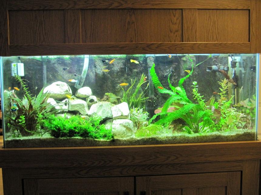 Rated #41: 75 Gallons Planted Tank - My 55 Gallon planted aquarium. 17 species of plants and over 30 plants. No plants are fake. Also has custom 3D background.