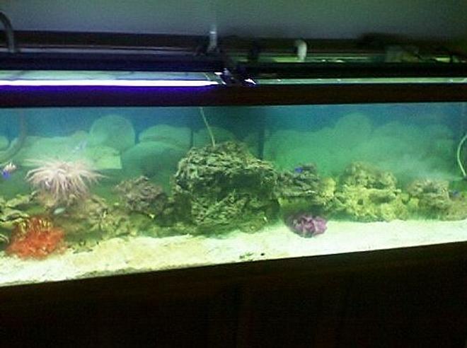 125 gallons saltwater fish tank (mostly fish, little/no live coral) - 125 gallon tank with live rock 
damsels, clown fish, anomne, crabs and choclate star