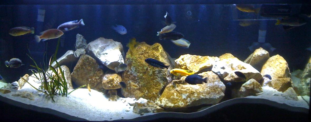 75 gallons freshwater fish tank (mostly fish and non-living decorations) - 75 Gallon Mbuna Reef
