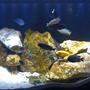 75 gallons freshwater fish tank (mostly fish and non-living decorations) - 75 Gallon Mbuna Reef