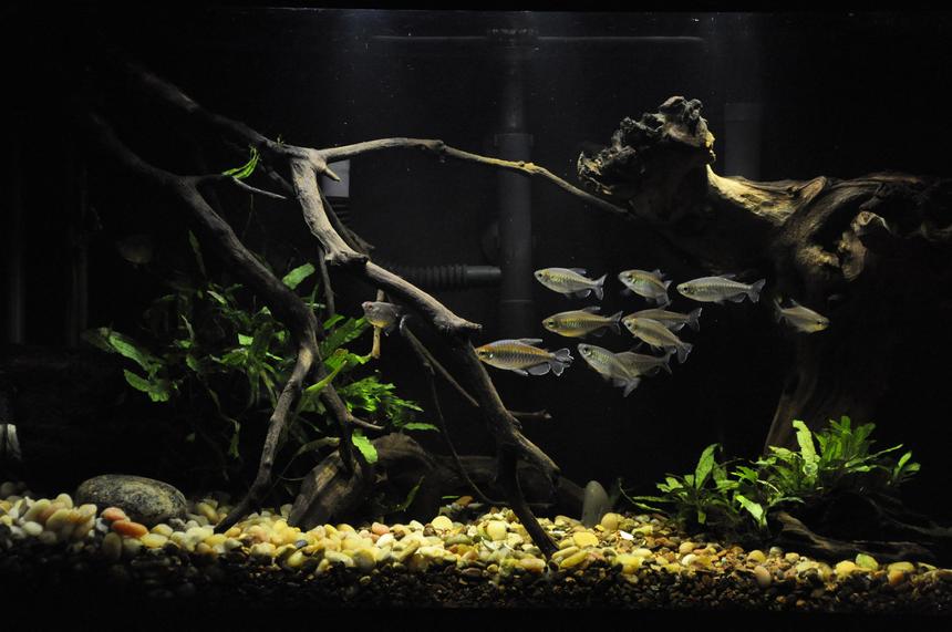 Rated #2: 29 Gallons Freshwater Fish Tank - 29gal, I like it, but can't wait to go bigger!