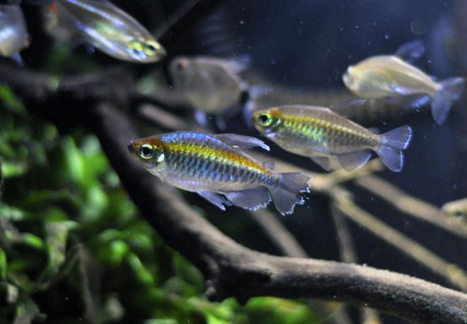 freshwater fish - phenacogrammus interruptus - congo tetra stocking in 29 gallons tank - my one male congo
