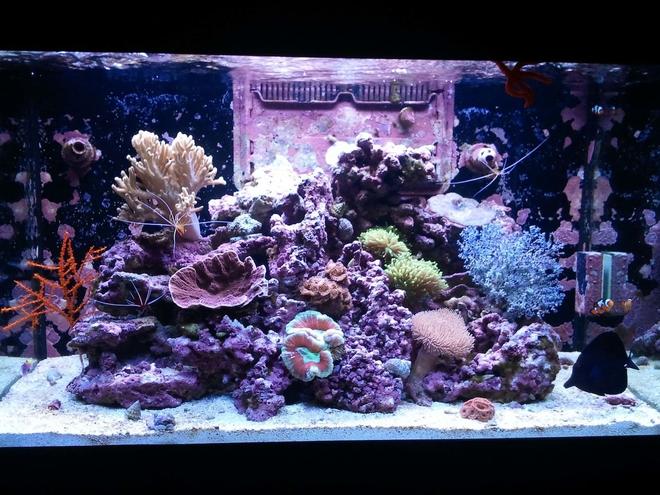 66 gallons reef tank (mostly live coral and fish) - My Paradise 2