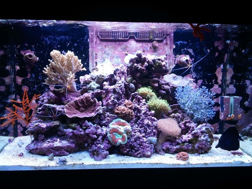 Rated #24: 66 Gallons Reef Tank - My Paradise 2