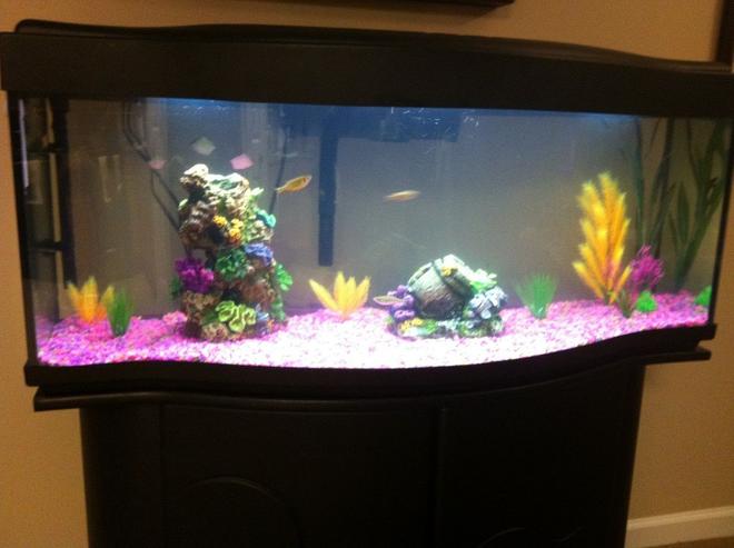 55 gallons freshwater fish tank (mostly fish and non-living decorations) - Now half empty of water and being prepped for salt... any advice or encouragement would be appreciated by the way. It will be my first run. TIA!