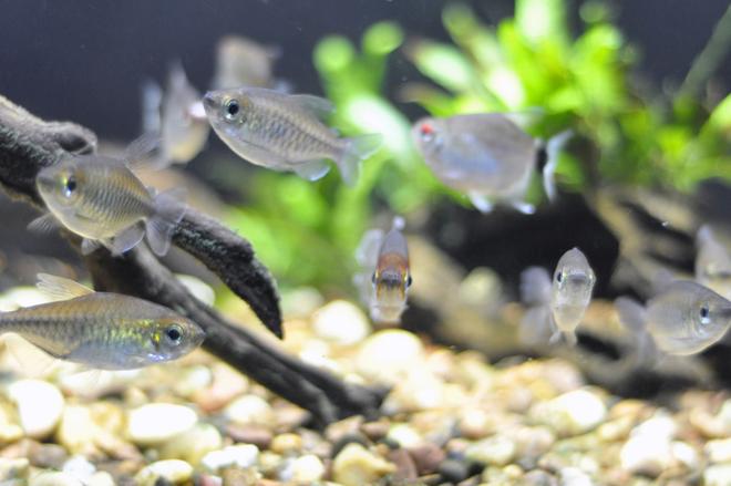 freshwater fish - phenacogrammus interruptus - congo tetra stocking in 29 gallons tank - Female congos with the male facing the camera, it's like they knew they were being photographed