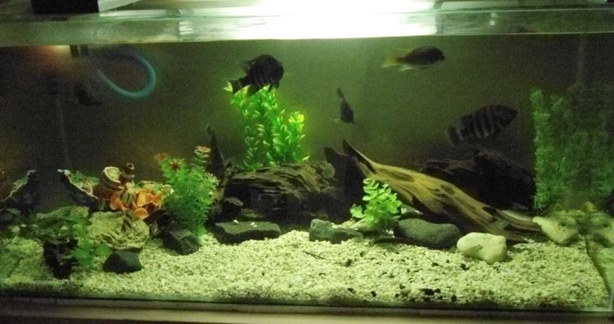 Rated #79: 50 Gallons Freshwater Fish Tank - My 50 gallon tank