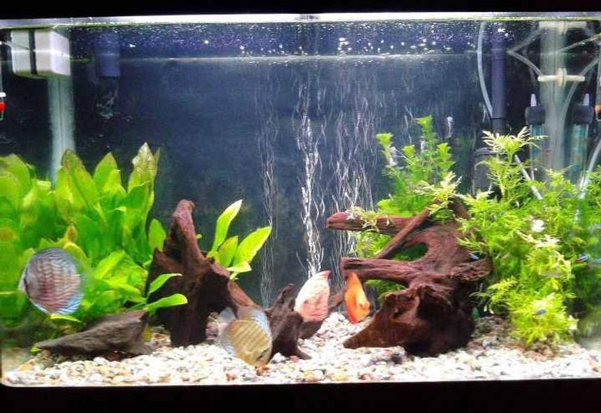 Rated #48: 35 Gallons Planted Tank - Discus ,Neon Tetras