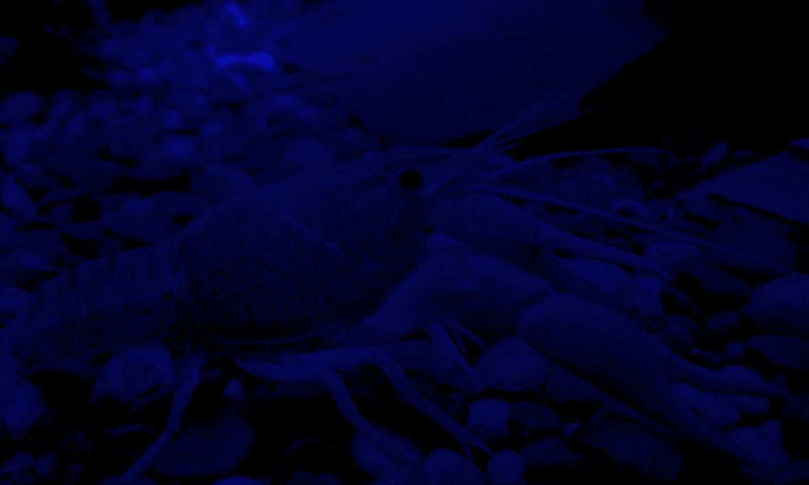 corals inverts - procambarus clarkii - hammers cobalt blue lobster stocking in 56 gallons tank - Blue Cray in moonlightof course its hard to see its dark