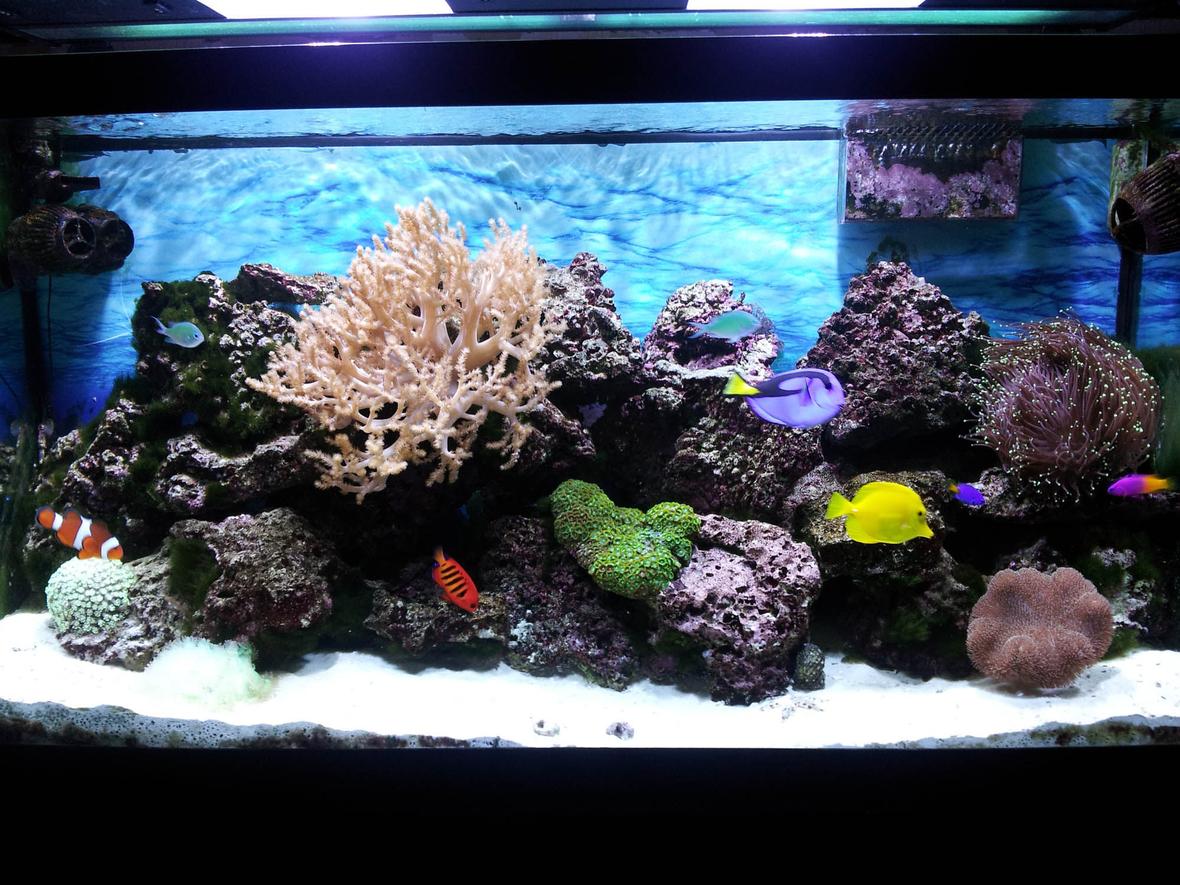 90 gallons reef tank (mostly live coral and fish) - Under the sea, in the living room.