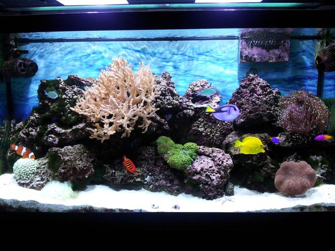 90 gallons reef tank (mostly live coral and fish) - Under the sea, in the living room.