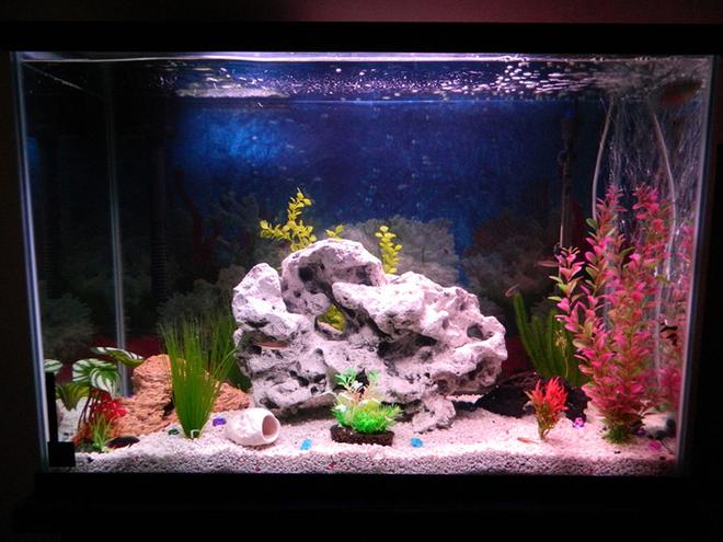 50 gallons freshwater fish tank (mostly fish and non-living decorations) - New tank arrangement.