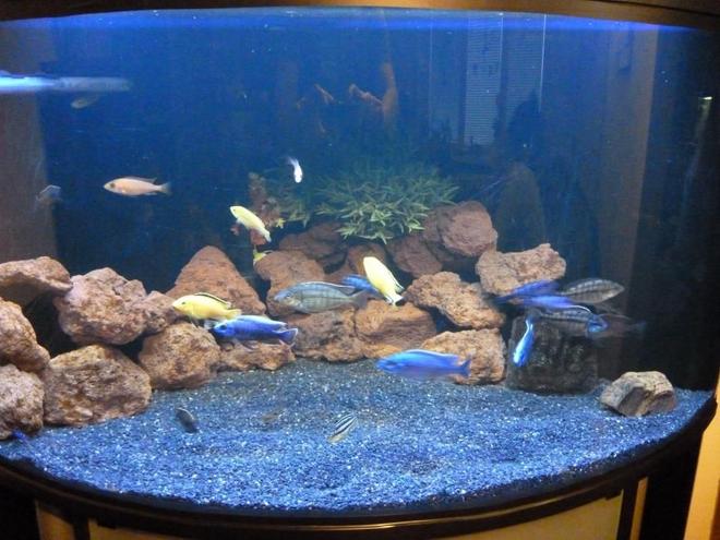 100 gallons freshwater fish tank (mostly fish and non-living decorations) - Lake Malawi cichlids tank