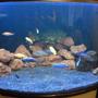 100 gallons freshwater fish tank (mostly fish and non-living decorations) - Lake Malawi cichlids tank
