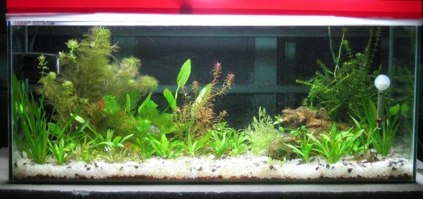 Rated #3440: 25 Gallons Freshwater Fish Tank - This is my 1st tank...I am just new in this hobby