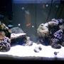 corals inverts stocking in 56 gallons tank - 3 Months