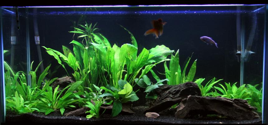 Rated #28: 90 Gallons Planted Tank