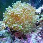 55 gallons reef tank (mostly live coral and fish) - Frogger