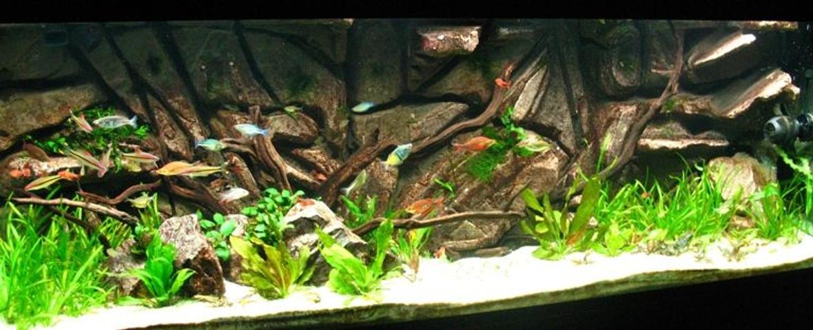 135 gallons planted tank (mostly live plants and fish) - 135 Gallon Planted with Custom Background