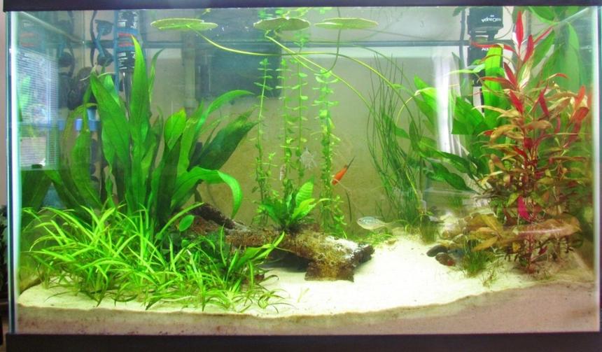 Rated #63: 29 Gallons Planted Tank - 29 G. Freshwater Planted Tank. 3
Months Old.