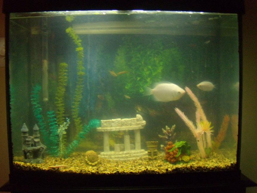 Rated #3896: 37 Gallons Freshwater Fish Tank - my tank after adding my decorations