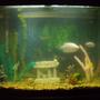 37 gallons freshwater fish tank (mostly fish and non-living decorations) - my tank after adding my decorations