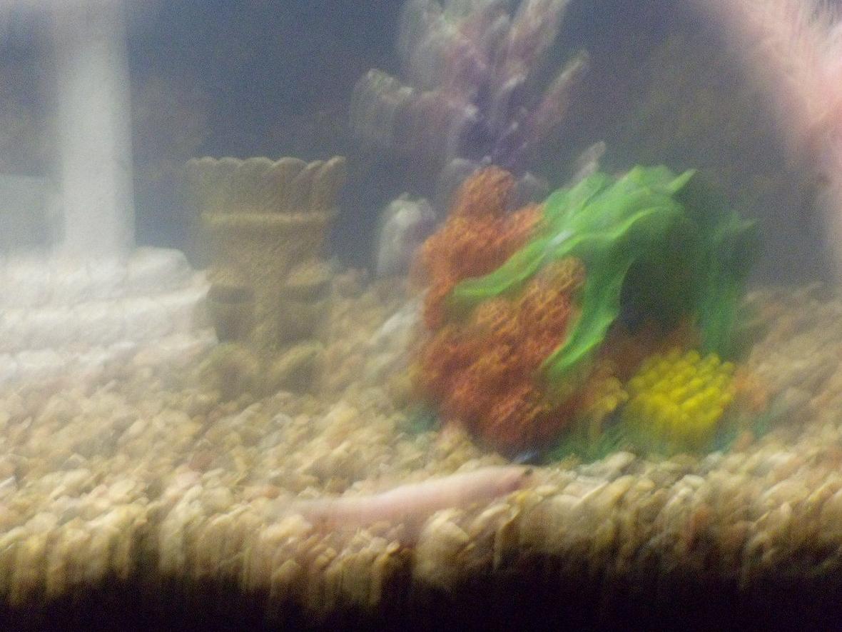 freshwater fish - misgurnus anguillicaudatus - dojo loach stocking in 37 gallons tank - my loach, not sure what kind he is