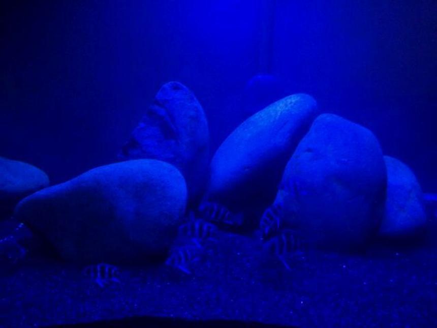 Rated #99: Freshwater Fish Stocking In 240 Gallons Tank