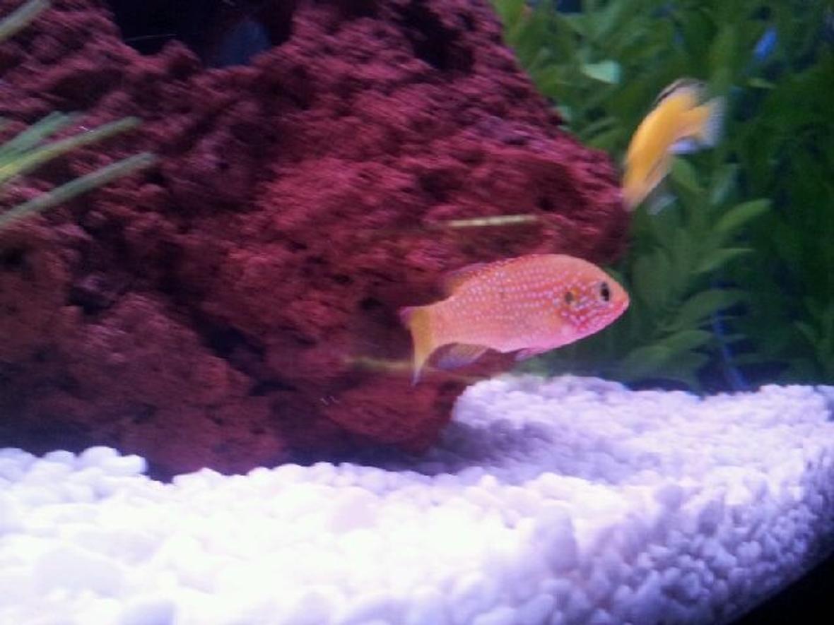 freshwater fish - hemichromis bimaculatus - jewel cichlid stocking in 45 gallons tank - my jewel cichlid