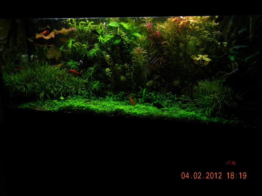 Rated #5: 76 Gallons Planted Tank