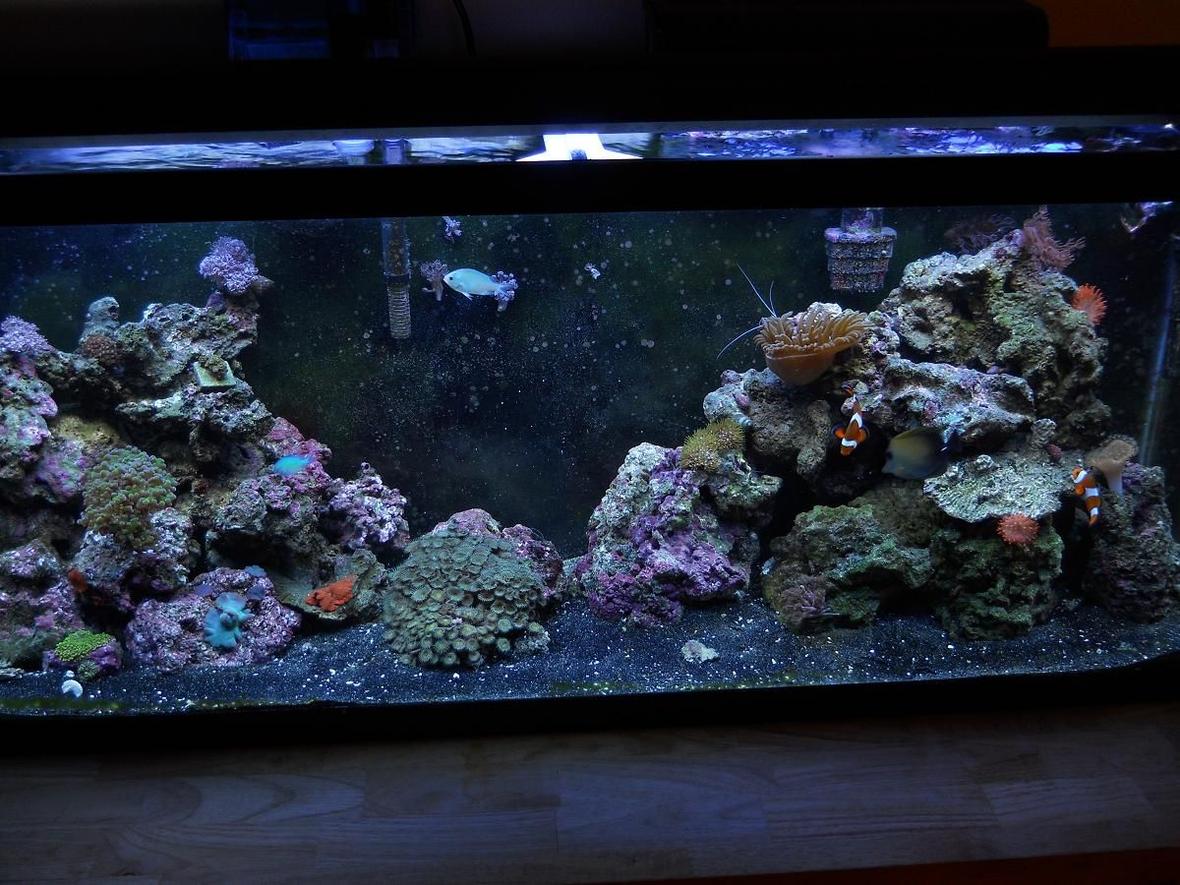55 gallons reef tank (mostly live coral and fish) - 55 Gallon Reef