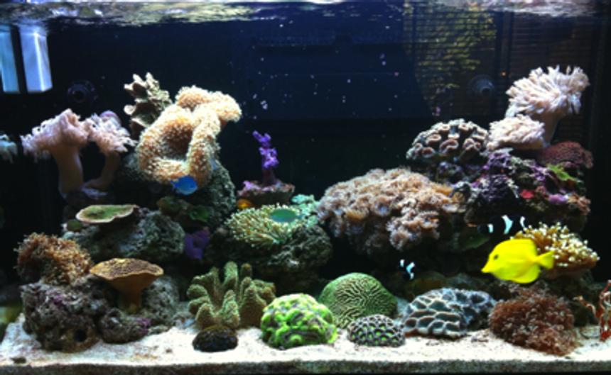 Rated #17: 44 Gallons Reef Tank - RSM 250 Marine Tank