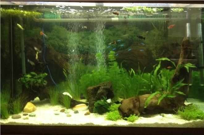 47 gallons planted tank (mostly live plants and fish) - Apx 215 litre (47 gallon) Amazon
aquarium (seems to be a brand that
no longer operates). AquaOne CF1000
external canister filter. Crushed
coral gravel. Battery operated
gravel vacuum cleaner. 2 air stones
operated by a Tetratec air pump.
Juwel hood lighting with 2 x 30W
bulbs, one with blue and the other
with red spectrum. Temperature kept
at 26c.