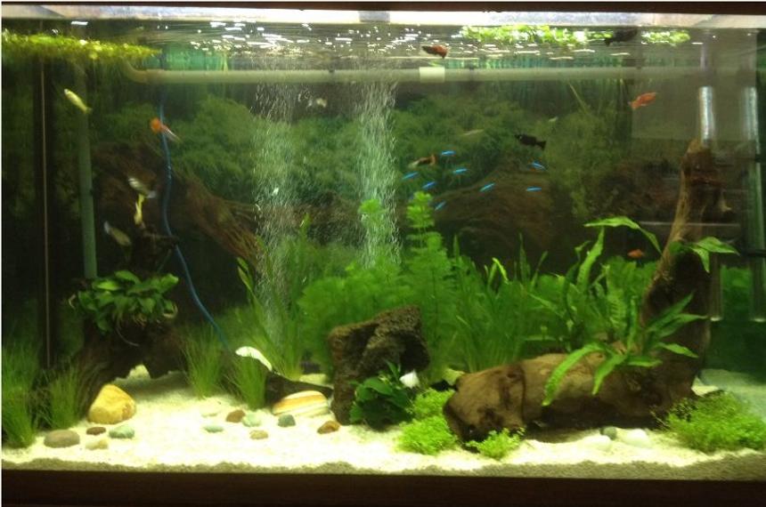 Rated #88: 47 Gallons Planted Tank - Apx 215 litre (47 gallon) Amazon
aquarium (seems to be a brand that
no longer operates). AquaOne CF1000
external canister filter. Crushed
coral gravel. Battery operated
gravel vacuum cleaner. 2 air stones
operated by a Tetratec air pump.
Juwel hood lighting with 2 x 30W
bulbs, one with blue and the other
with red spectrum. Temperature kept
at 26c.