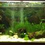 47 gallons planted tank (mostly live plants and fish) - Apx 215 litre (47 gallon) Amazon aquarium (seems to be a brand that no longer operates). AquaOne CF1000 external canister filter. Crushed coral gravel. Battery operated gravel vacuum cleaner. 2 air stones operated by a Tetratec air pump. Juwel hood lighting with 2 x 30W bulbs, one with blue and the other with red spectrum. Temperature kept at 26c.