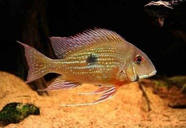 Breeding Freshwater Fish