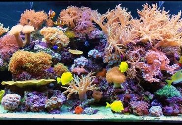 Our Biggest Aquarium Project Yet! Moving A 90 Gallon, 59% OFF