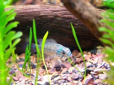 Using a Gravel Vacuum in the Home Aquarium