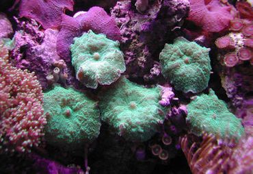 best lighting for soft corals