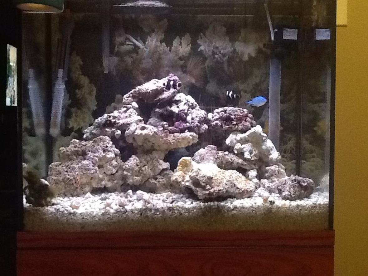 90 gallons saltwater fish tank (mostly fish, little/no live coral) - A small 25g Salt Water tank. This is just an easy quick set-up I used.