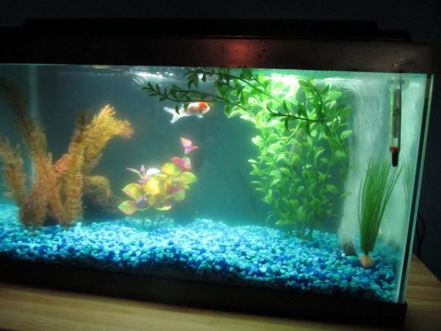 Rated #3988: 15 Gallons Freshwater Fish Tank - My aquarium. It's a total mess right now...