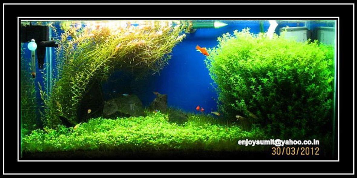 42 gallons planted tank (mostly live plants and fish) - BEAUTY IN SIMPLICITY