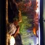 55 gallons freshwater fish tank (mostly fish and non-living decorations) - My Blackwater Aquarium