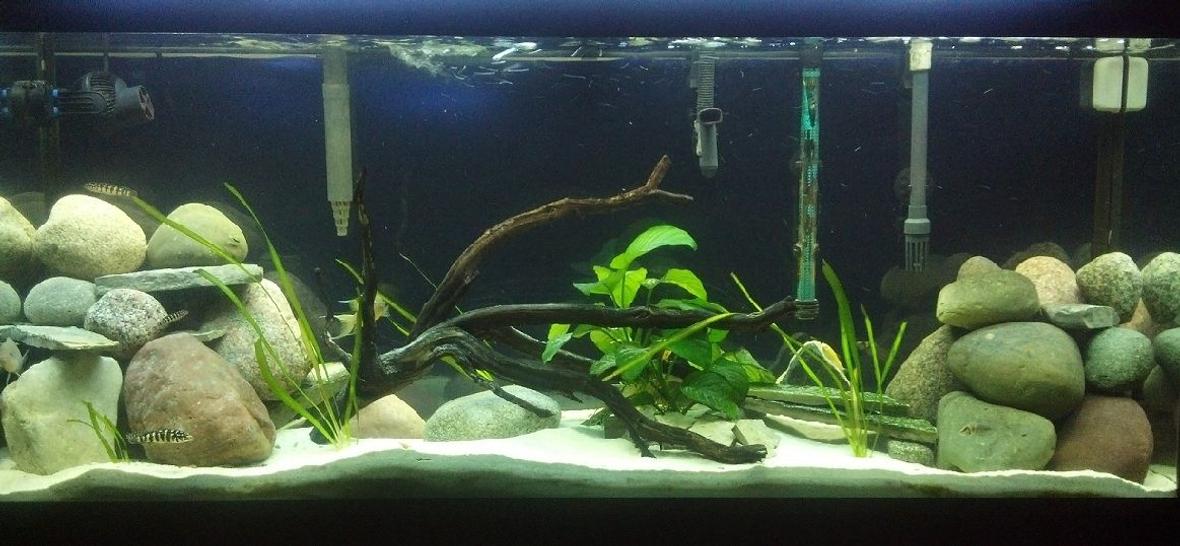 55 gallons freshwater fish tank (mostly fish and non-living decorations) - 55 Gallon Tanganyika Cichlid Tank