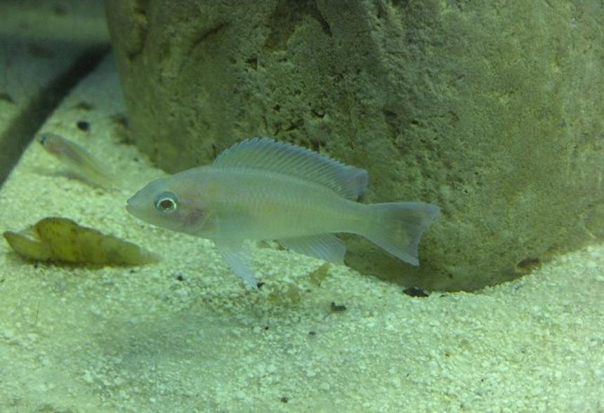 Rated #53: Freshwater Fish - Neolamprologus Brichardi - Brichardi Cichlid Stocking In 55 Gallons Tank - Juvenile Neolamprologus marunguensis (Kapampa)