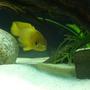 fish tank picture - Neolamprologus leleupi (Yellow)