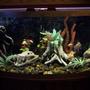 72 gallons freshwater fish tank (mostly fish and non-living decorations) - 72 Gallon