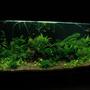 58 gallons planted tank (mostly live plants and fish) - This picture is taken at 6 weeks after tank setup.