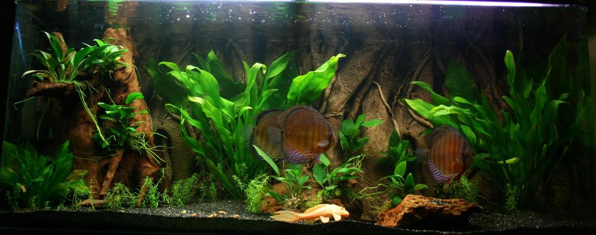 75 gallons planted tank (mostly live plants and fish) - 4 wild discus albino pleco tank is a aquaone 120 285 liters . its running a aquaone 2400 canister and a pondmaster uv